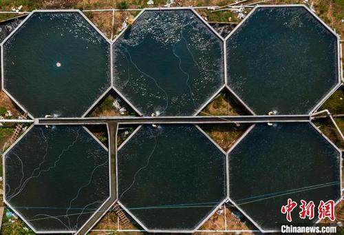 中國僑網(wǎng)航拍江西贛州定南縣巋美山鎮(zhèn)板埠村鱸魚養(yǎng)殖基地 劉敏 攝