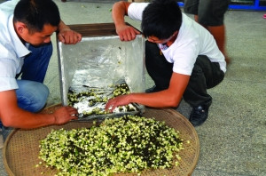 中國僑網(wǎng)茶農(nóng)正在給茉莉花茶散熱。