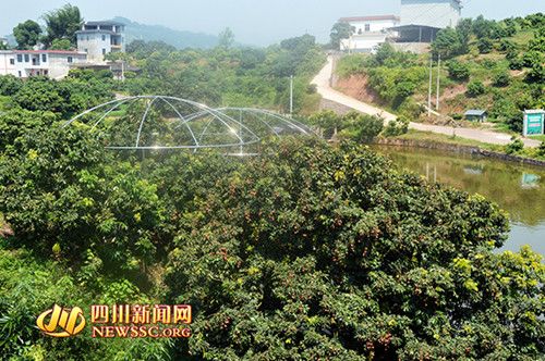 合江荔枝(資料圖)