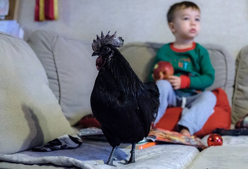 中國僑網(wǎng)(俄羅斯衛(wèi)星網(wǎng) 資料圖)