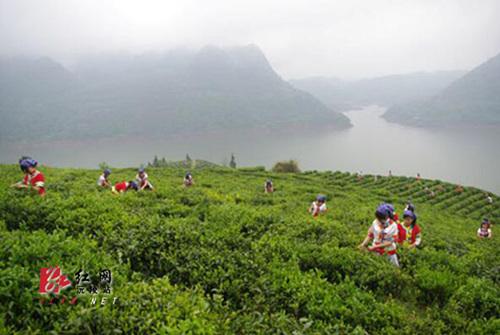 中國僑網(wǎng)碣灘古茶園