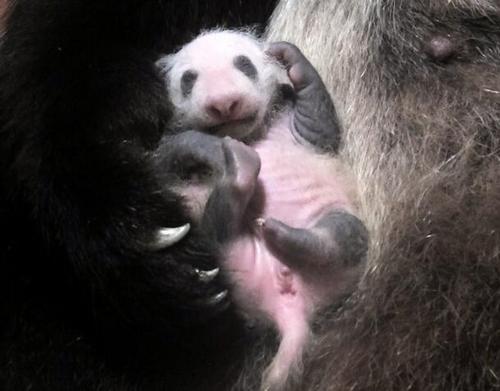 中國僑網(wǎng)東京上野動(dòng)物園的大熊貓幼崽身上已經(jīng)黑白分明