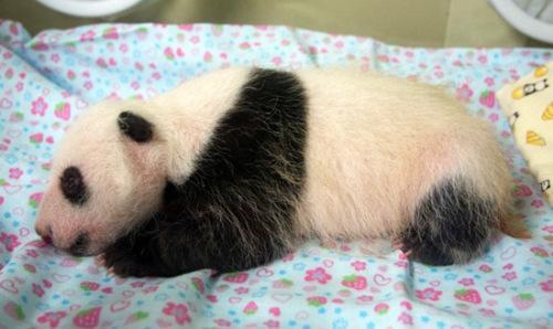 中國僑網(wǎng)圖片來源:當(dāng)?shù)貏?dòng)物園