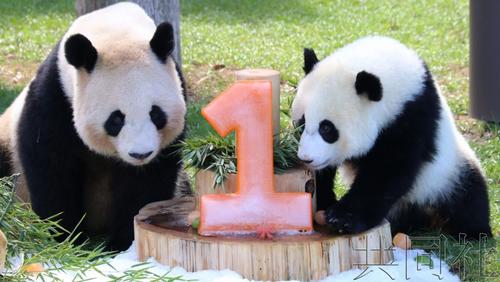 中國僑網(wǎng)(日本共同社)