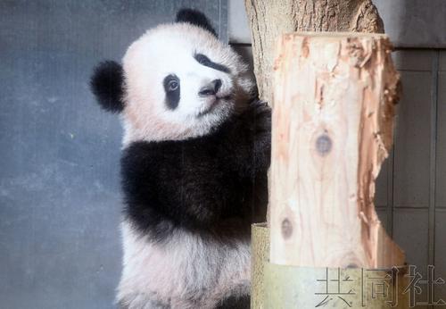 中國僑網(wǎng)(日本共同社)