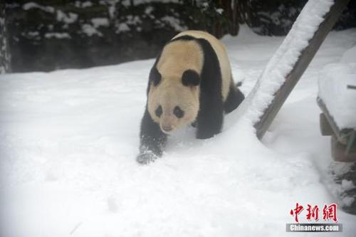 中國僑網(wǎng)資料圖:大熊貓在雪地里行走。 孟德龍 攝